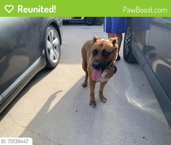 Reunited Unknown Dog last seen Port St. Lucie, Port St. Lucie, FL 34986