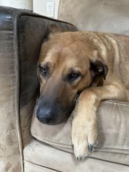 Reunited Male Dog last seen Willow Glen, San Jose, CA 95126