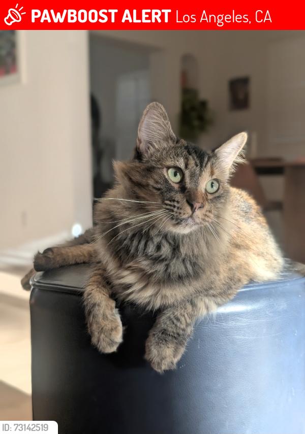 Lost Female Cat last seen Near Lemp Avenue, North Hollywood, CA 91601, Los Angeles, CA 91601