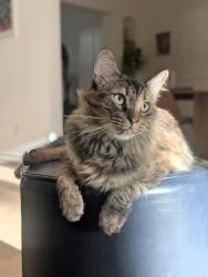 Lost Female Cat last seen Near Lemp Avenue, North Hollywood, CA 91601, Los Angeles, CA 91601