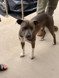 Found/Stray Male Dog last seen Rio concho communities, San Angelo, TX 76903