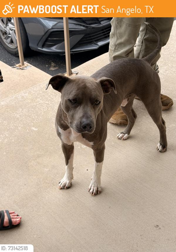Found/Stray Male Dog last seen Rio concho communities, San Angelo, TX 76903