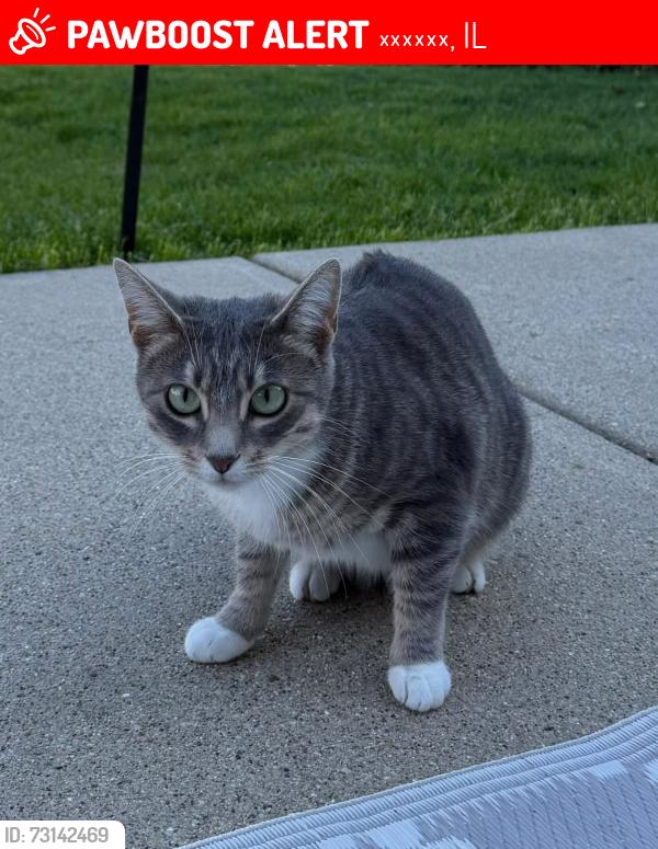 Lost Female Cat last seen Malibu Cove, Tahoe Village, Wheeling, IL, Вілінг, IL 60090