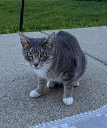 Lost Female Cat last seen Malibu Cove, Tahoe Village, Wheeling, IL, Вілінг, IL 60090