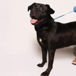 Shelter Stray Male Dog last seen , 2451 N Expressway 281, Edinburg, TX 78541, USA