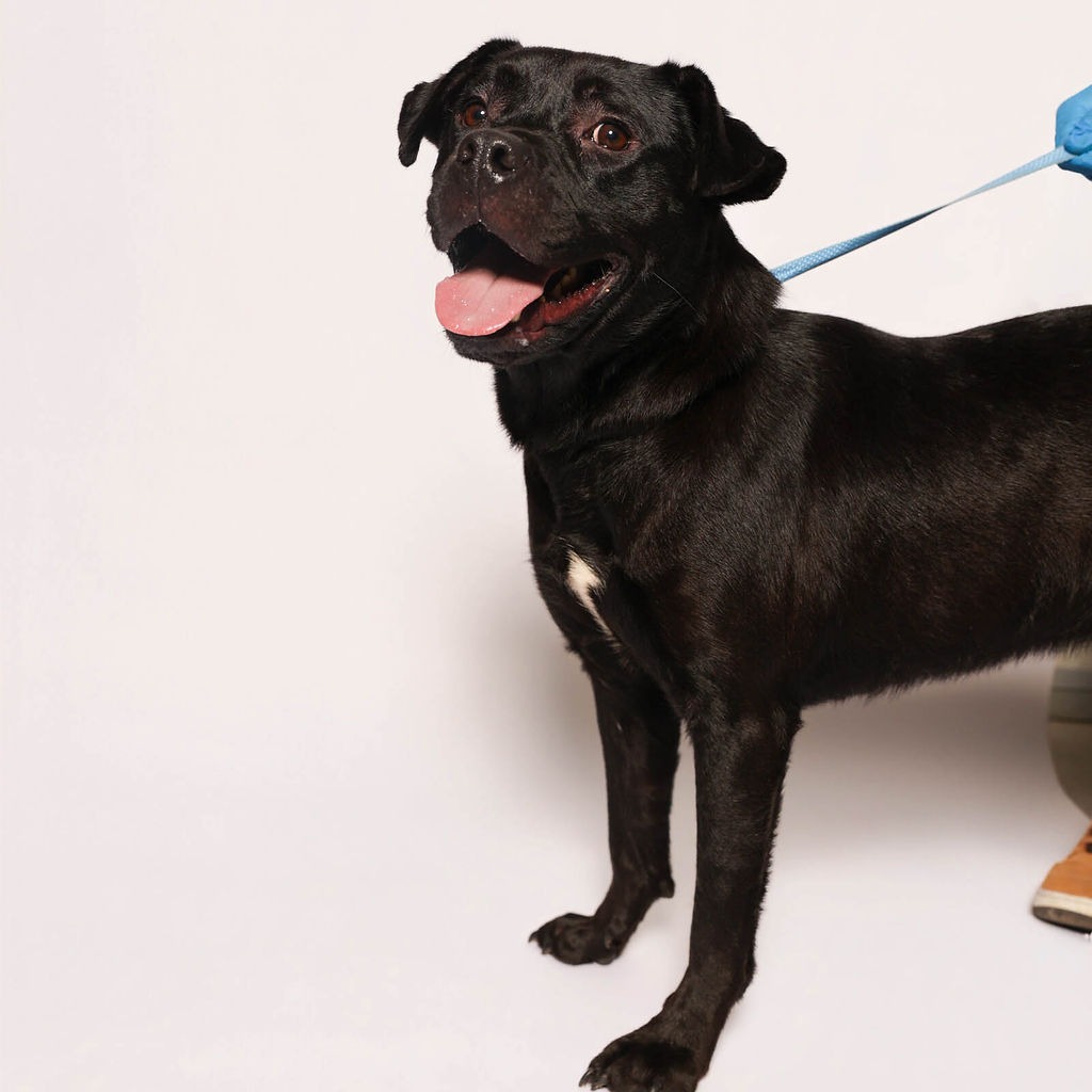 Shelter Stray Male Dog last seen , 2451 N Expressway 281, Edinburg, TX 78541, USA