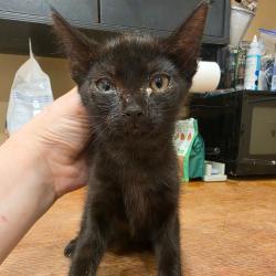 Shelter Stray Female Cat last seen , 825 W Jefferson St, Tipton, IN 46072, USA