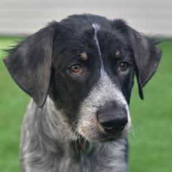 Shelter Stray Male Dog last seen , 3173 K-68 Hwy, Ottawa, KS 66067, USA