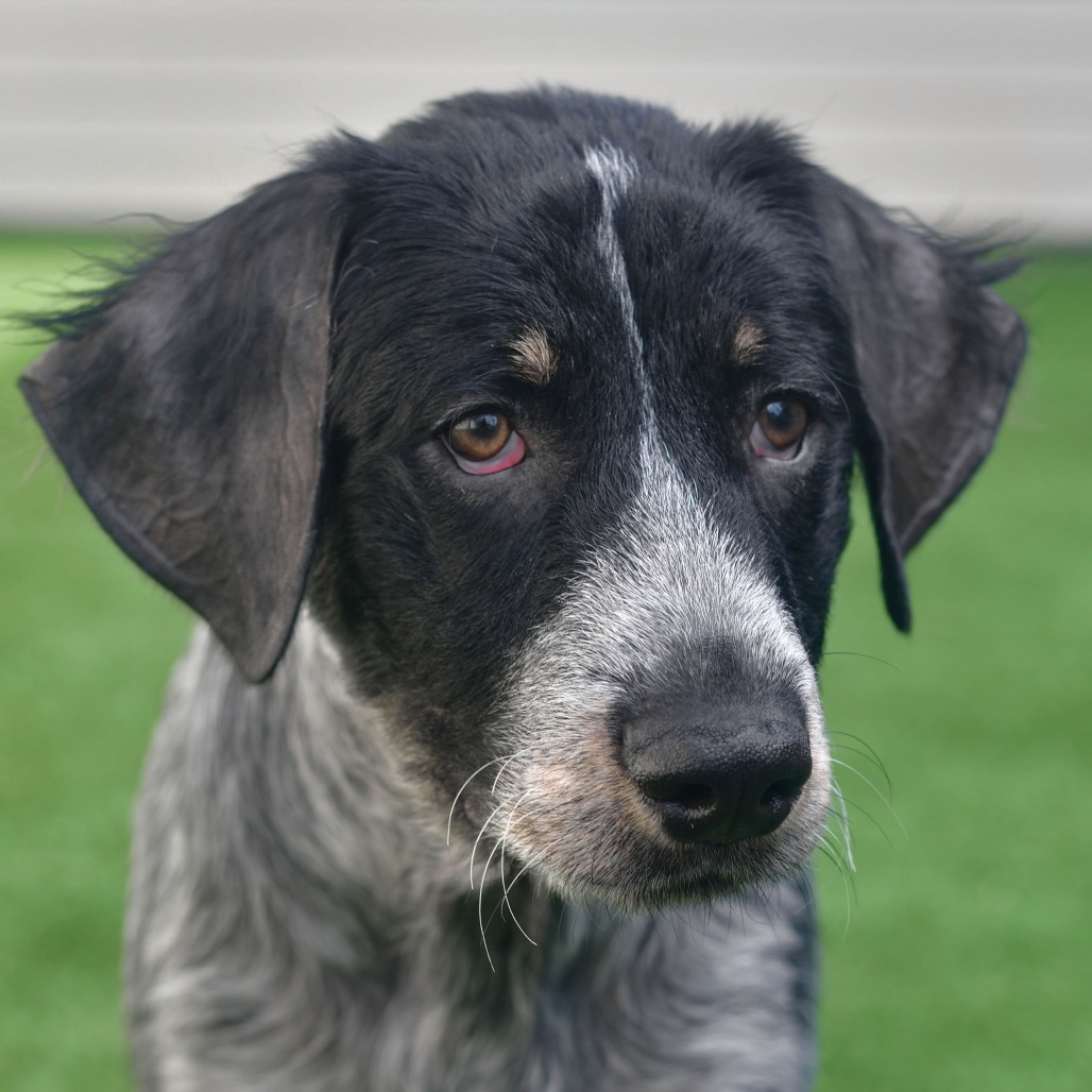 Shelter Stray Male Dog last seen , 3173 K-68 Hwy, Ottawa, KS 66067, USA