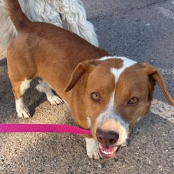 Shelter Stray Male Dog last seen , 1500 Idalia Rd NE, Bernalillo, NM 87004, USA