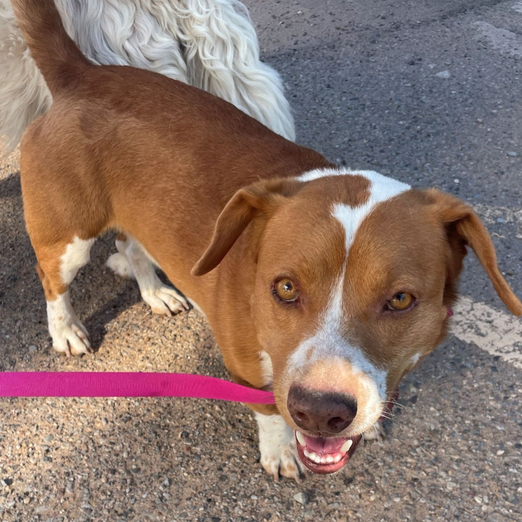 Shelter Stray Male Dog last seen , 1500 Idalia Rd NE, Bernalillo, NM 87004, USA