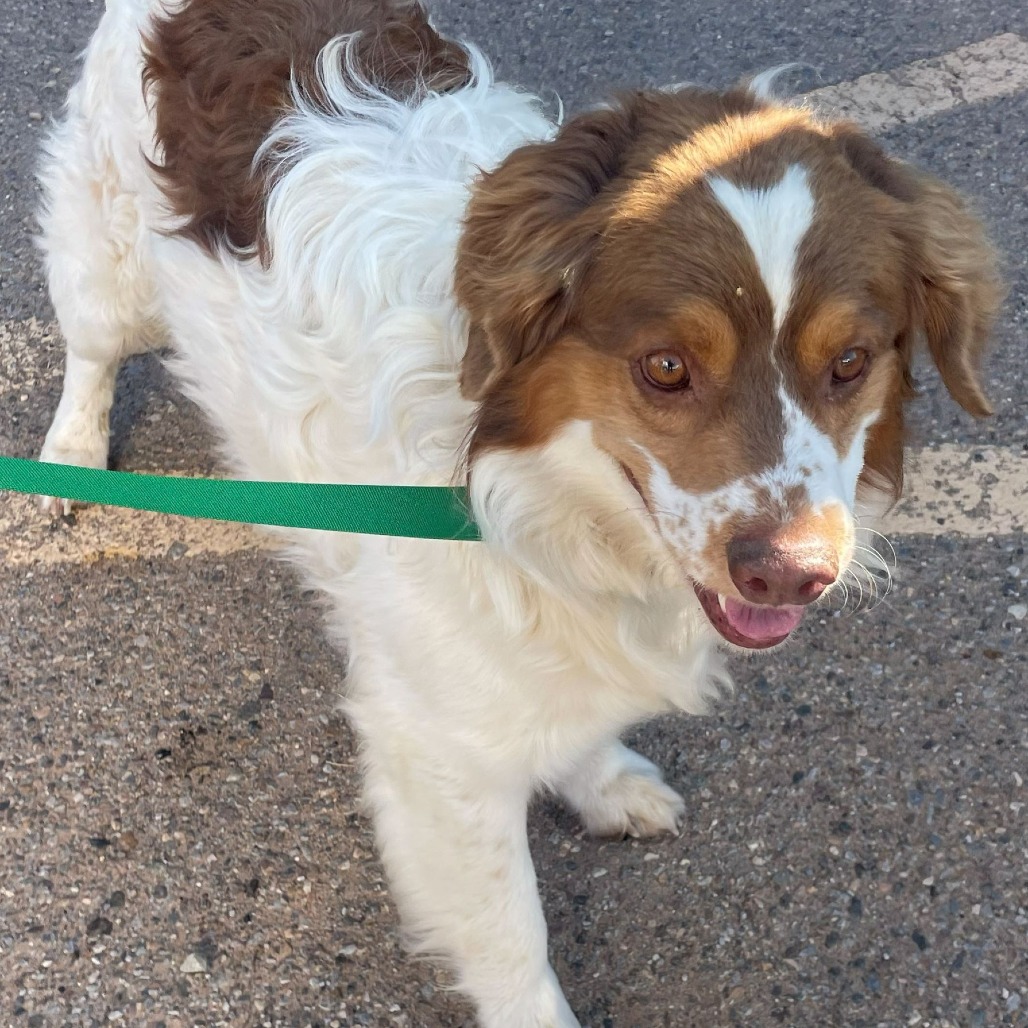 Shelter Stray Male Dog last seen , 1500 Idalia Rd NE, Bernalillo, NM 87004, USA