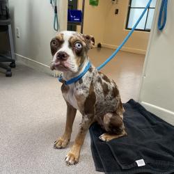 Shelter Stray Female Dog last seen , 361 S Raymond Ave, Pasadena, CA 91105, USA