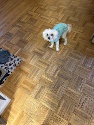 Lost Female Dog last seen Rocky hill school and Bardill lane and nubbins ridge, Knoxville, TN 37919