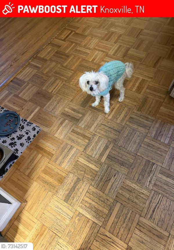 Lost Female Dog last seen Rocky hill school and Bardill lane and nubbins ridge, Knoxville, TN 37919