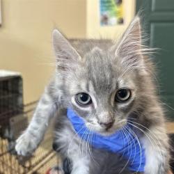 Shelter Stray Male Cat last seen , 361 S Raymond Ave, Pasadena, CA 91105, USA