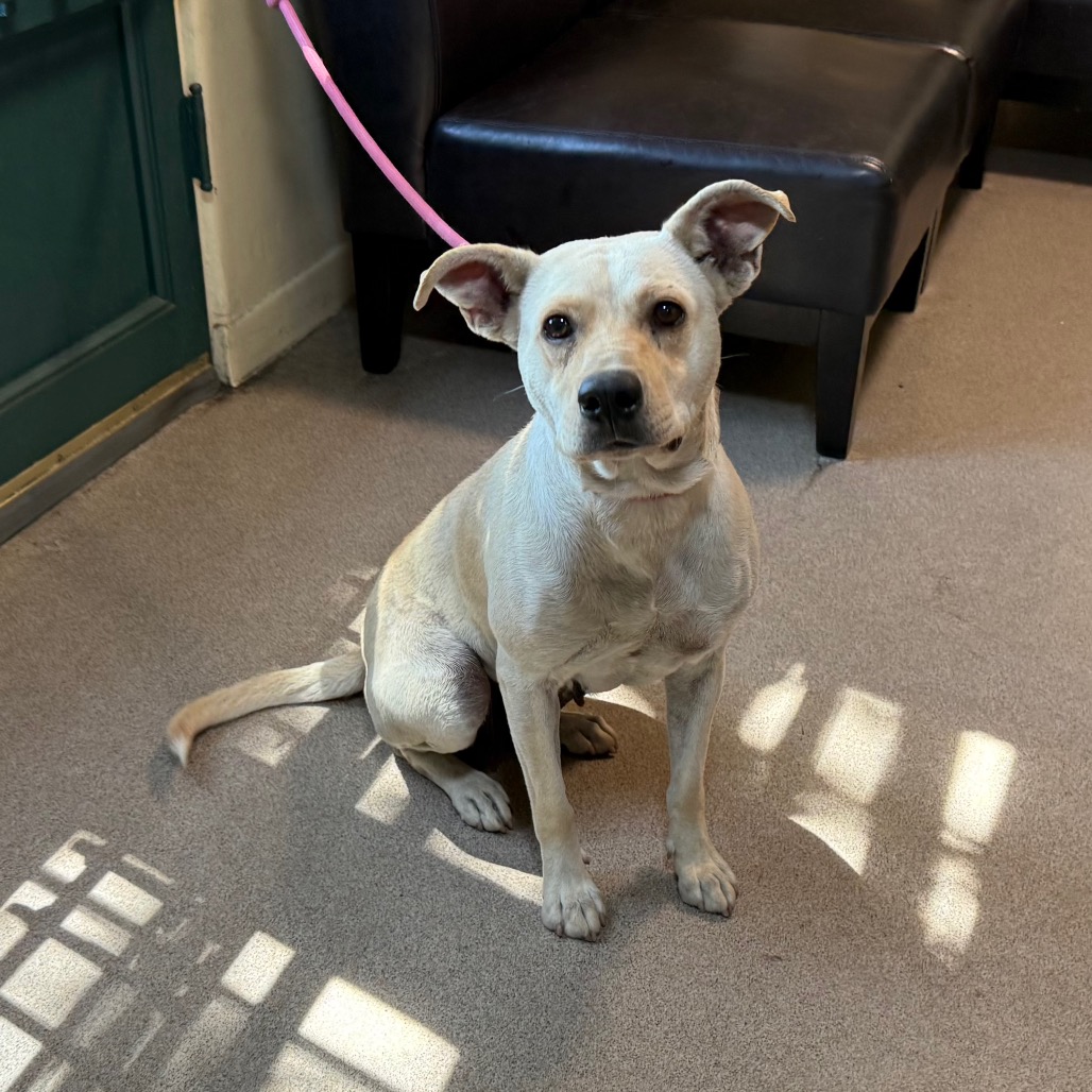 Shelter Stray Female Dog last seen , 361 S Raymond Ave, Pasadena, CA 91105, USA
