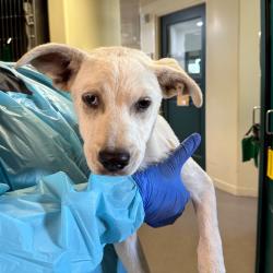 Shelter Stray Male Dog last seen , 361 S Raymond Ave, Pasadena, CA 91105, USA
