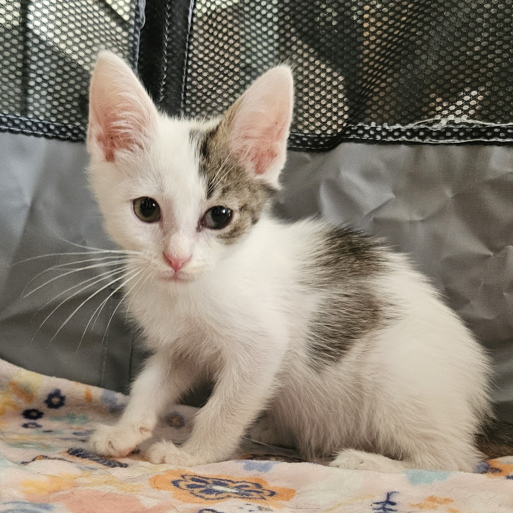 Shelter Stray Male Cat last seen , 361 S Raymond Ave, Pasadena, CA 91105, USA