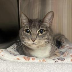 Shelter Stray Female Cat last seen , 361 S Raymond Ave, Pasadena, CA 91105, USA