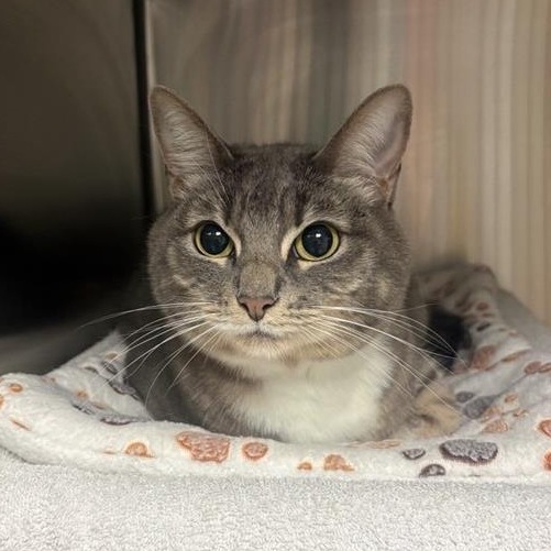 Shelter Stray Female Cat last seen , 361 S Raymond Ave, Pasadena, CA 91105, USA