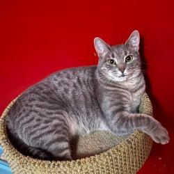 Shelter Stray Female Cat last seen , Animal Care & Control Team of Philly, 111 W Hunting Park Ave, Philadelphia, PA 19140, USA