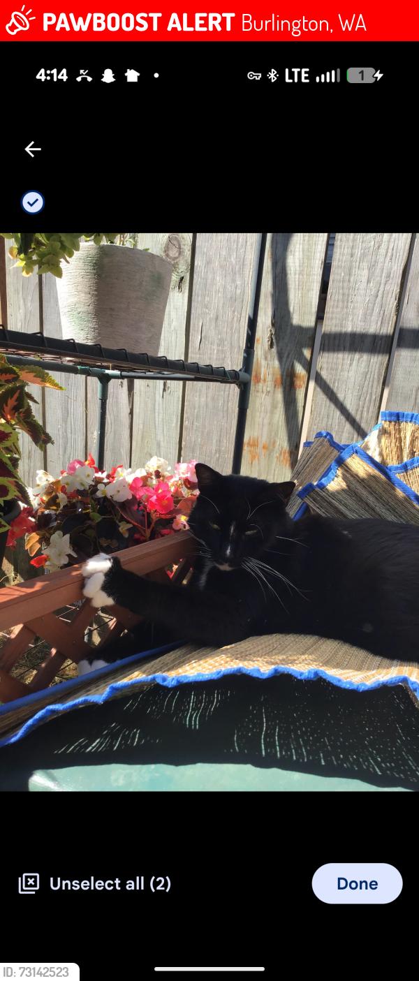 Lost Male Cat last seen Rio Vista, Burlington, WA 98233