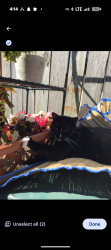 Lost Male Cat last seen Rio Vista, Burlington, WA 98233