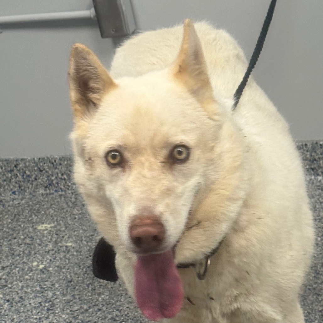 Shelter Stray Female Dog last seen , 328 Furman Hall Rd, Greenville, SC 29609, USA