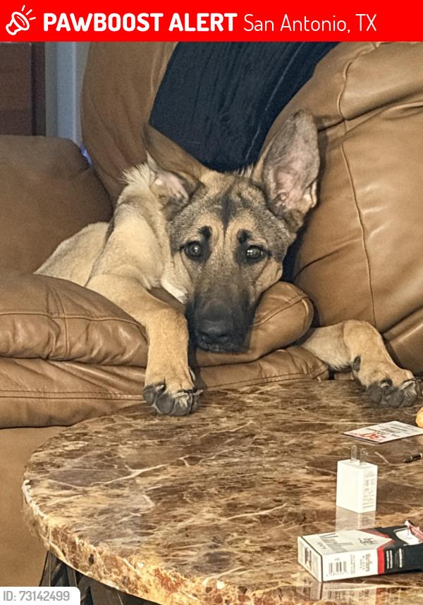 Lost Female Dog last seen Fredricksburg, San Antonio, TX 78229