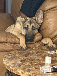 Lost Female Dog last seen Fredricksburg, San Antonio, TX 78229