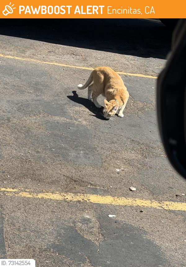 Found/Stray Unknown Cat last seen The Resort Encinitas Aprtment complex, Encinitas, CA 92024