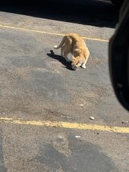 Found/Stray Unknown Cat last seen The Resort Encinitas Aprtment complex, Encinitas, CA 92024