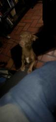 Found/Stray Female Dog last seen San Pedro and Indiana School, Albuquerque, NM 87110