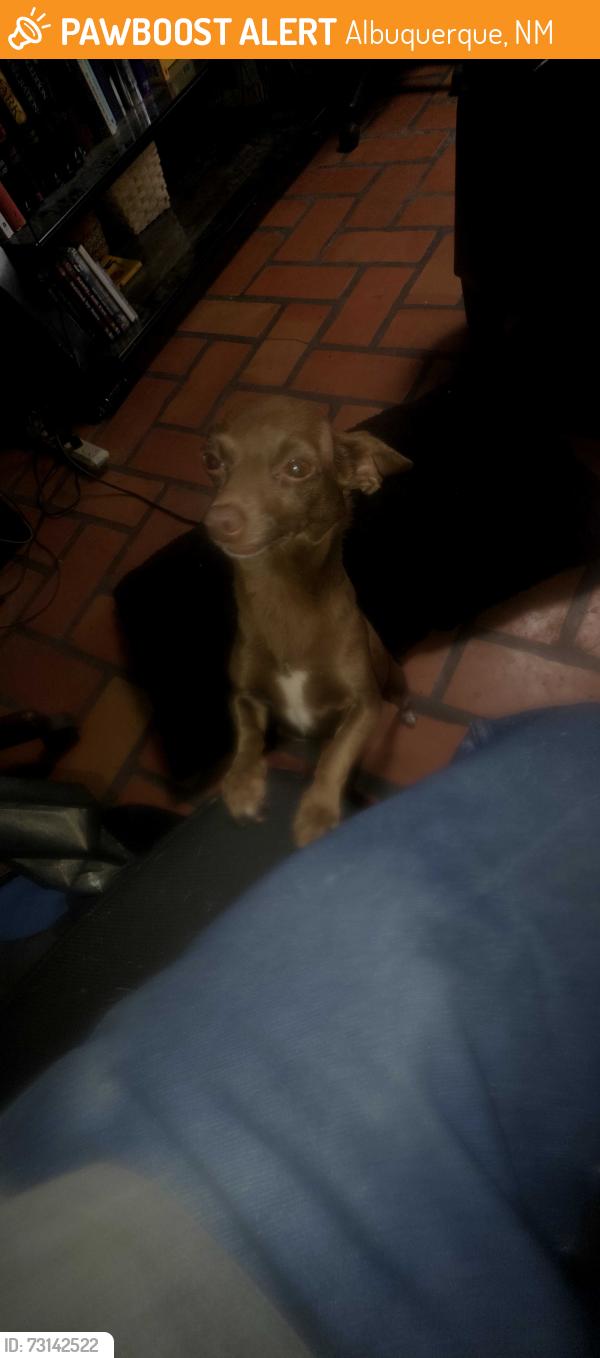 Found/Stray Female Dog last seen San Pedro and Indiana School, Albuquerque, NM 87110