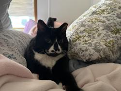 Lost Male Cat last seen Geddes rd and knollwood bend, Ypsilanti, MI 48197