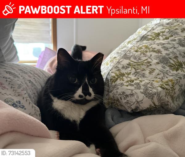 Lost Male Cat last seen Geddes rd and knollwood bend, Ypsilanti, MI 48197