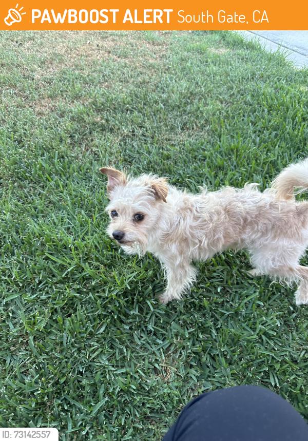 Found/Stray Male Dog last seen Bryson Ave. South Gate, South Gate, CA 90280