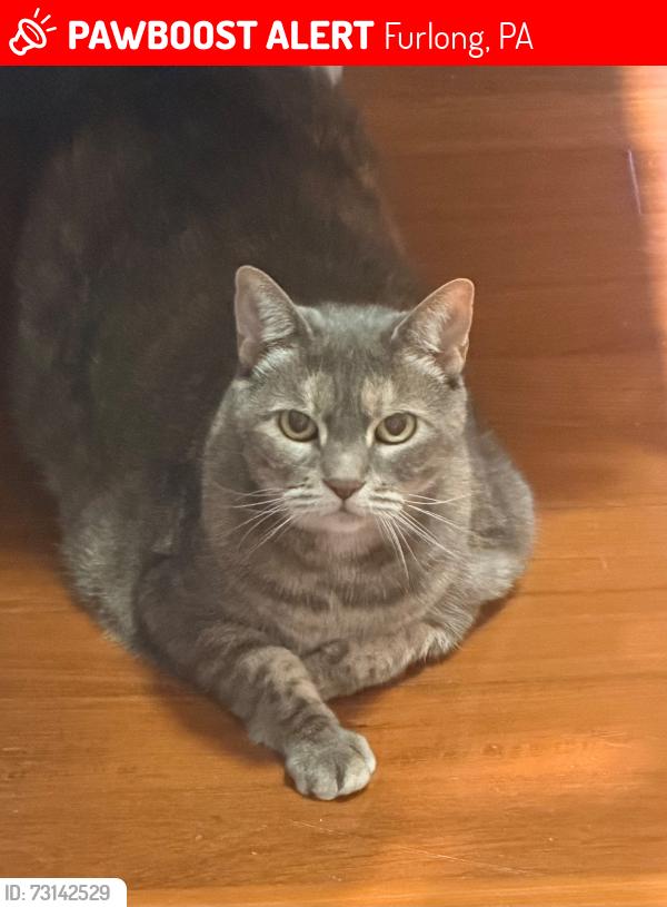 Lost Female Cat last seen Green Ridge Rd & Powder Horn Rd, Furlong, PA 18925