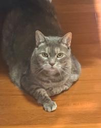 Lost Female Cat last seen Green Ridge Rd & Powder Horn Rd, Furlong, PA 18925