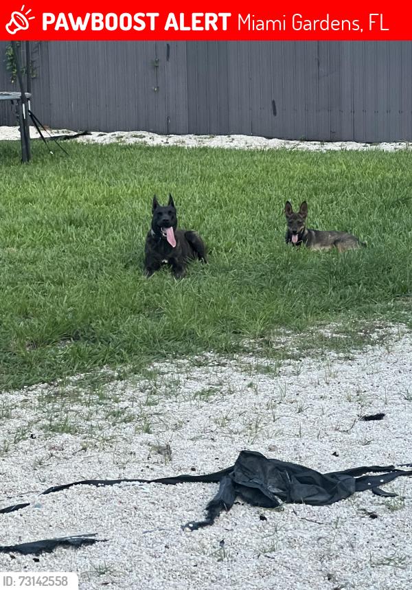 Lost Female Dog last seen Nw 183 St Miami Gardens, Miami Gardens, FL 33056
