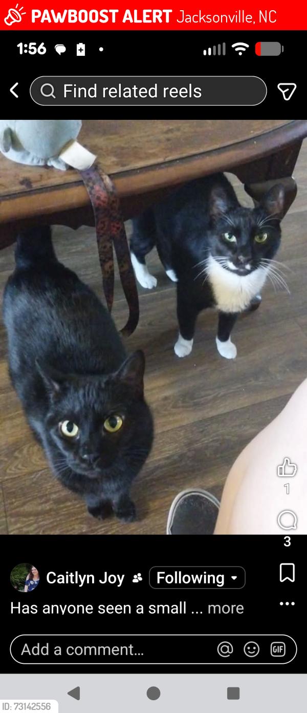 Lost Female Cat last seen Osprey cove south apts, Jacksonville, NC 28540