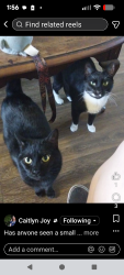 Lost Female Cat last seen Osprey cove south apts, Jacksonville, NC 28540