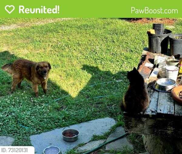 Reunited Female Dog last seen Mt Alto Rd SW Rome GA, Rome, GA 30165