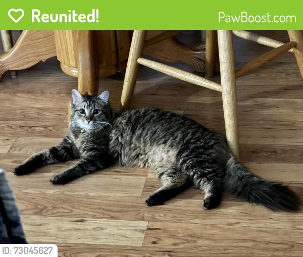 Reunited Male Cat last seen Near & Union Hills Drive, Phoenix, AZ 85027