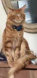 Reunited Male Cat last seen Blair and knoxville, Cocoa, FL 32926