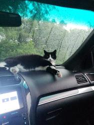 Lost Male Cat last seen N Butler St & Thomas St, Fond du Lac, WI 54935