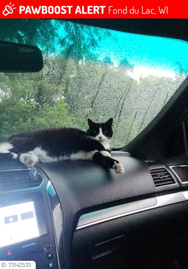 Lost Male Cat last seen N Butler St & Thomas St, Fond du Lac, WI 54935