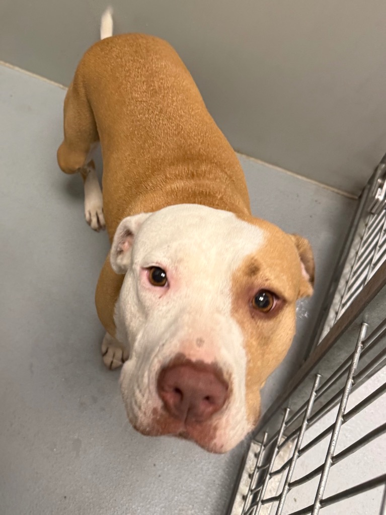 Shelter Stray Female Dog last seen Midwest City, 8485 E Reno Ave, Midwest City, OK 73110, USA