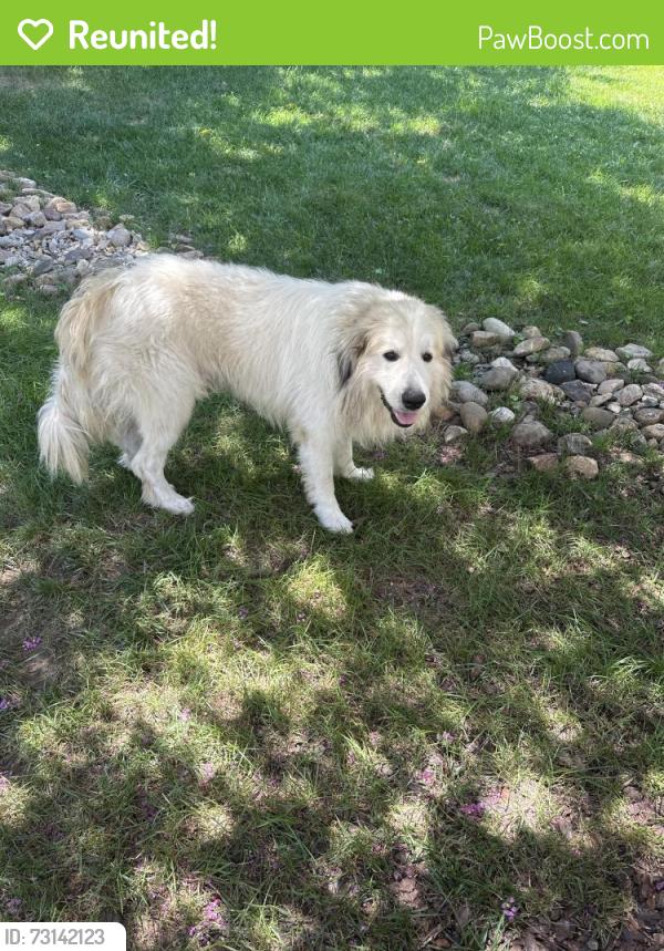 Reunited Male Dog last seen Emerywood drive and forest hill drive hp nc 27262, High Point, NC 27262